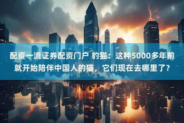 配资一流证券配资门户 豹猫：这种5000多年前就开始陪伴中国人的猫，它们现在去哪里了？